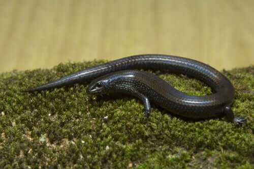 A picture of a Lygosoma skink lizard.