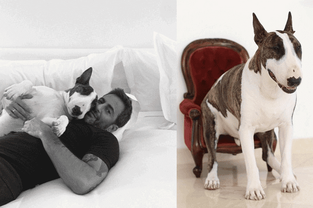 Marc Jacobs and his dog, Neville Jacobs.