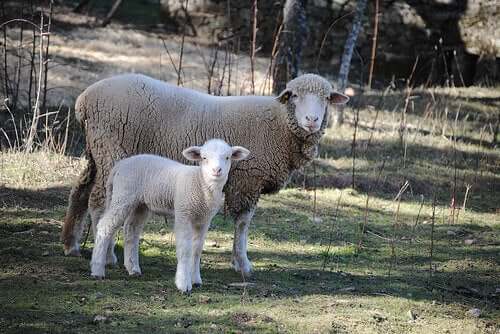 A mother sheep and her baby.