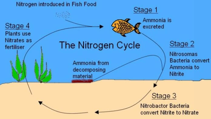 A diagram of the nitrogen cycle.