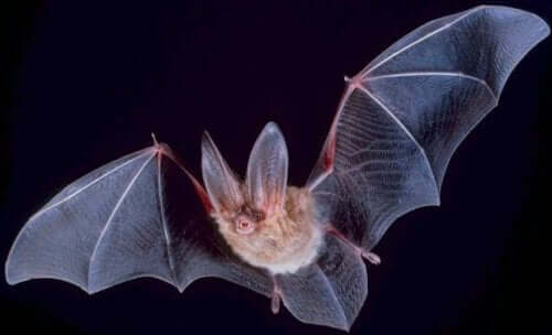 A bat flying at night.