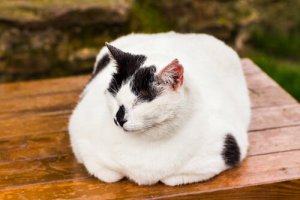An obese cat.