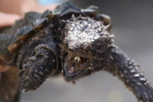 The Oldest Animal Species Still in Existence Today