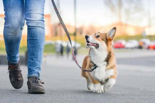 An owner walking a dog during coronavirus quarantine.