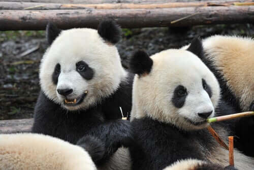 Two sitting panda bears.