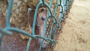 Is the Pangolin Responsible for Transmitting Coronavirus COVID-19?