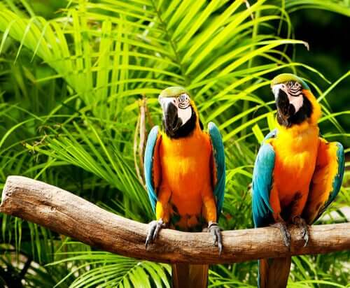 Two pet parrots sitting on a branch.