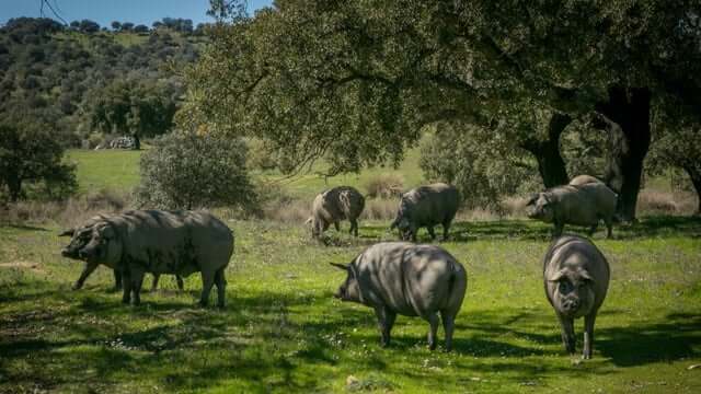 A group of pigs in a field.