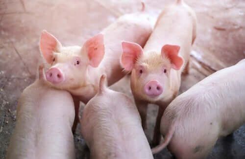 Baby pigs on a farm.