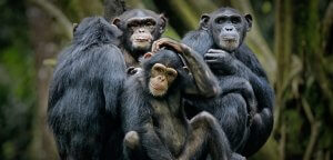 The Primate Species: Our Closest Relatives