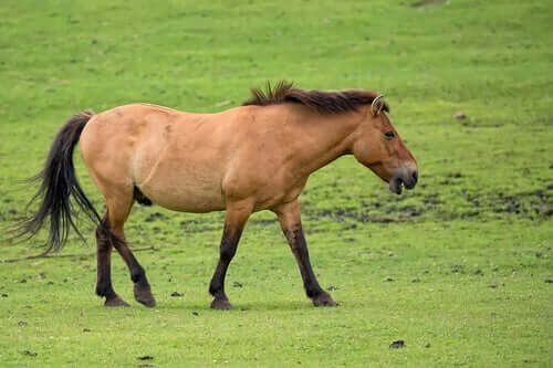 A Przewalski wild horse looking for food.