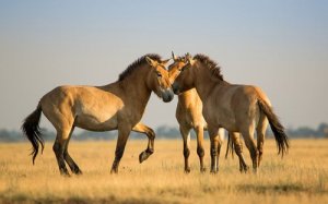 Przewalski's Horse: The Last Wild Horse