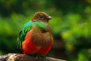 Female quetzal.