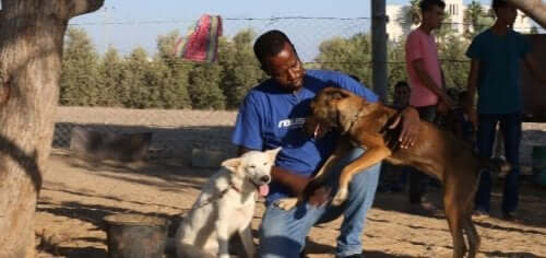 Two rescued dogs in the sanctuary.