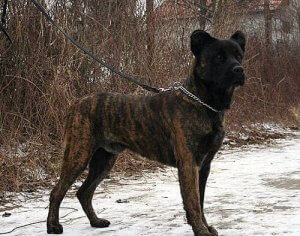 Meet the Saint Miguel Cattle Dog