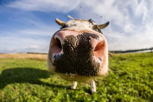 A cow's nose.