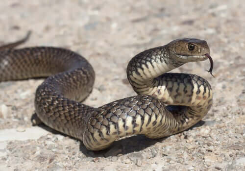 A medium-sized serpent on alert.