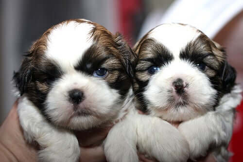 Newborn Shihtzu puppies.