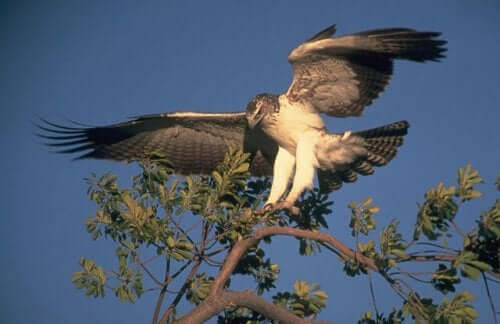 An eagle landing on a tree branch.