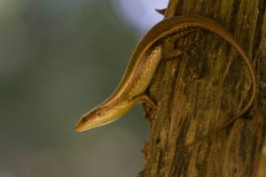 Meet the Skink: A Snake or a Lizard?