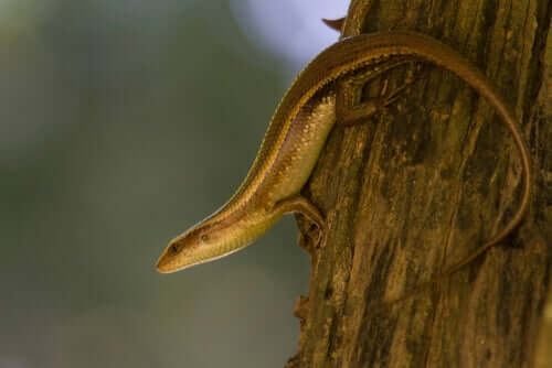 Meet the Skink: A Snake or a Lizard;