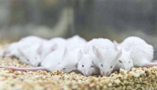 A group of sleeping lab mice.