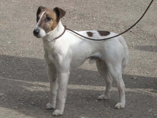 All About the Smooth Fox Terrier Breed