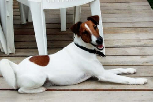 A smooth fox terrier as a pet.