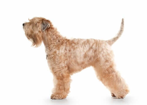 The appearance of the Irish soft coated wheaten terrier.