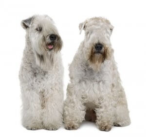 The Irish Soft Coated Wheaten Terrier