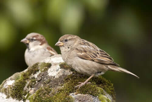 Two sparrows perched on a rock.