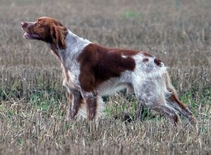 A hunting dog.