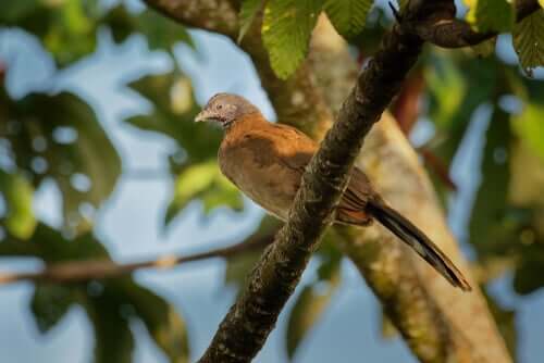 A female rufous-vented chachalaca.