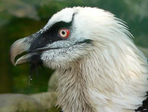 The head of the bearded vulture.