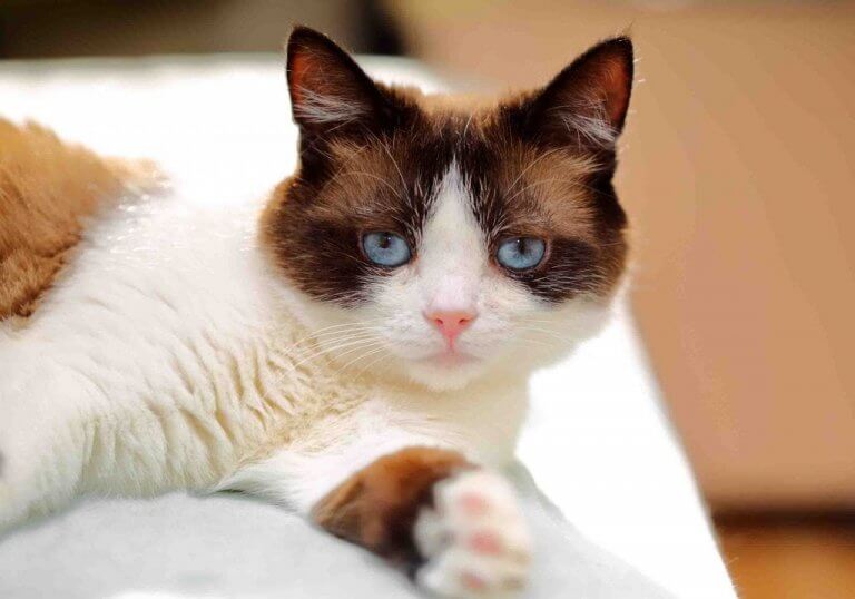 Discover the Sweet and Adorable Snowshoe Cat