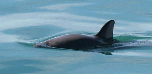 Σχέδια για την αποκατάσταση της αποτυχίας Vaquita