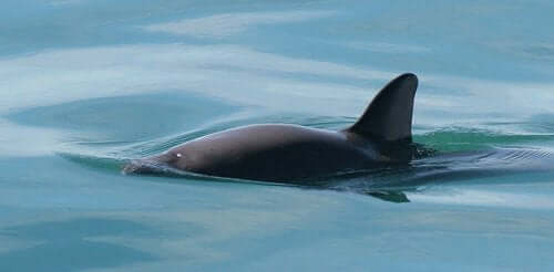 Plans for the Recovery of the Vaquita Fail