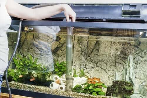 How to maintain your fishtank.