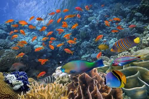Tropical fish swimming.