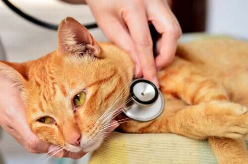A vet examining a cat.