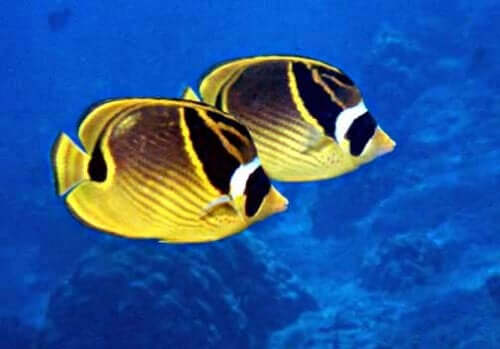 Popular warm water fish.