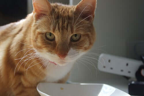 Suggestions and Considerations Regarding Wet Cat Food