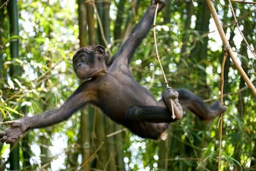 A young Bonobo swinging on a vine.
