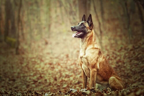 A Belgian shepherd sitting in a forest.