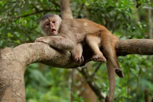 A capuchin monkey lying on a branch.