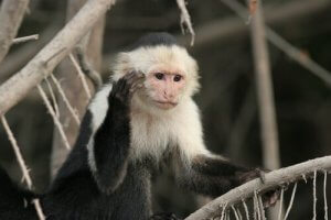 Capuchin Monkey: Characteristics, Behavior, and Habitat