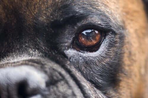 Pupil Dilation in Dogs