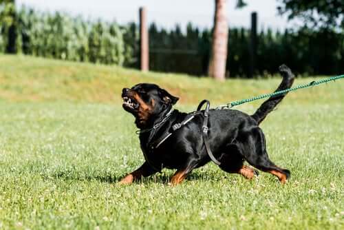 Defense and Attack Training in Dogs