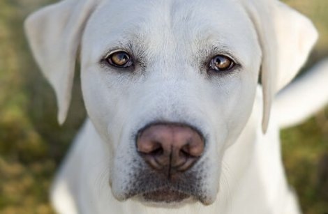 unequal pupil size in puppies