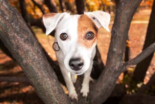 A dog staring into the camera lens.